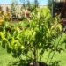 man sets guinness record for creating tree with 10 types of fruit 117327