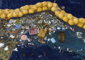 many marine organisms fly over plastic waste in the middle of the ocean 117660