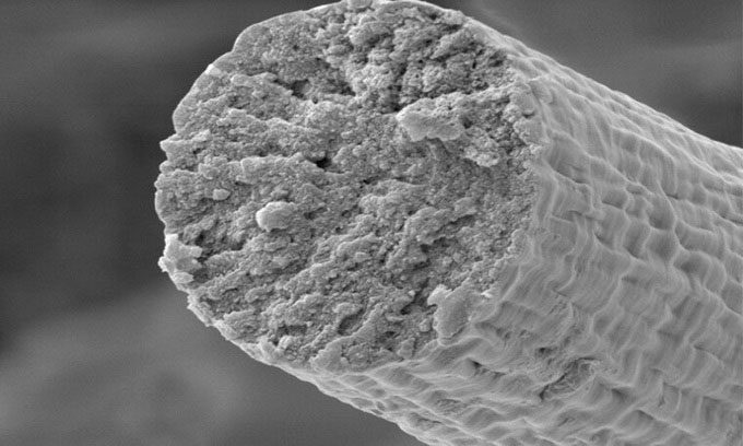 Cross-section of synthetic muscle fiber