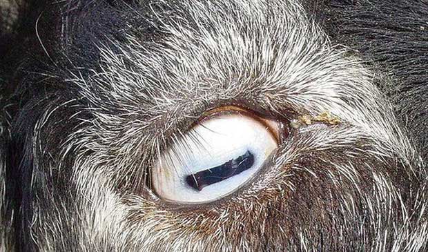 Can you guess what animal this eye belongs to?
