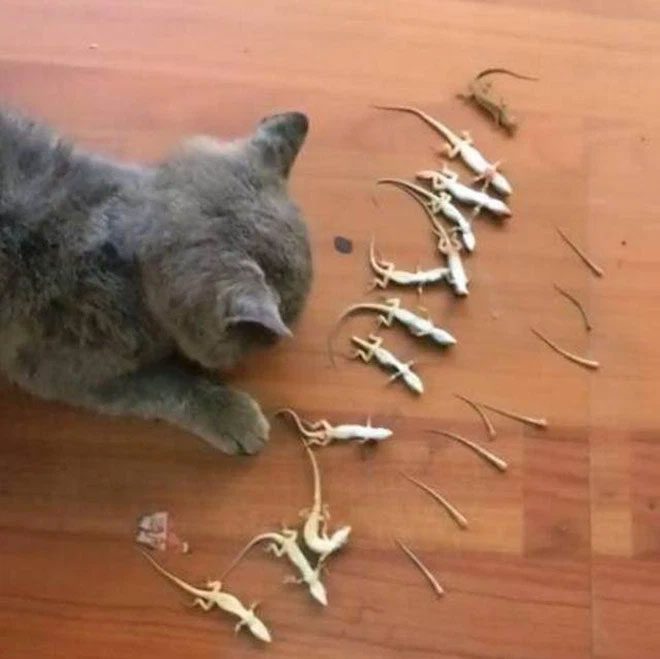 Did not catch any mice but the cat caught a bunch of geckos.