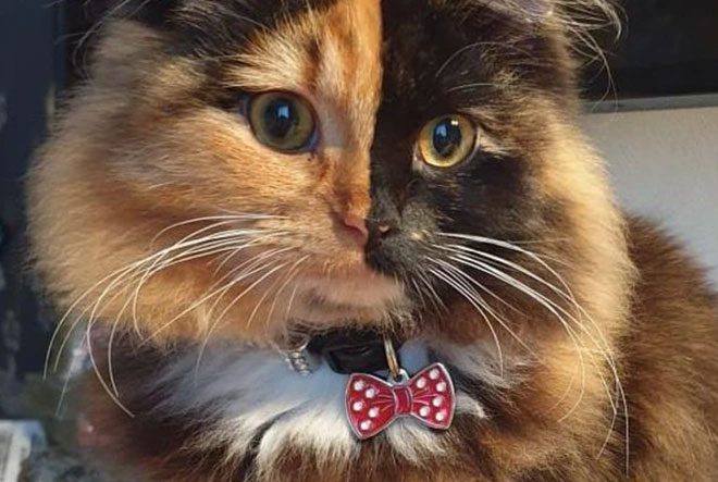 World-famous two-faced cat due to a rare genetic condition.