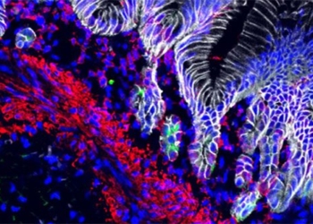 mini stomach can reduce acid in laboratory 117699