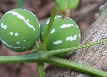 mini watermelon growing on the side of the road expert warning about children playing near 117161