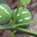 mini watermelon growing on the side of the road expert warning about children playing near 117161