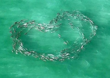moment of folk singing creating large heart shape in the sea khoi 116507