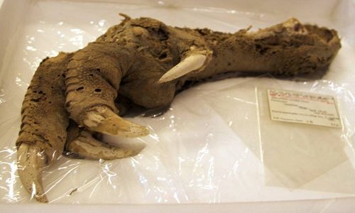 Discovery of a 3,300-year-old claw from a wingless prehistoric bird