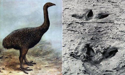 Discovery of a 3,300-year-old claw from a wingless prehistoric bird
