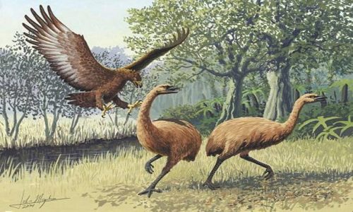 Discovery of a 3,300-year-old claw from a wingless prehistoric bird