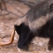 mouse snake video encounters snake on the 115917