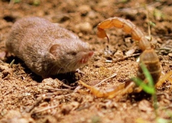 mouse turned into a satellite in the battle for survival 116779