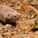 mouse turned into a satellite in the battle for survival 116779