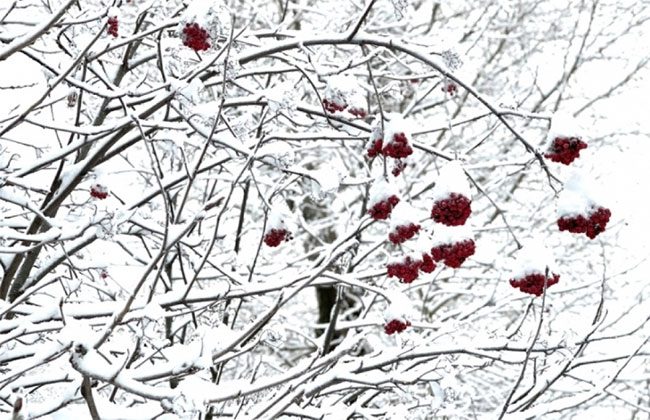 Bright red hawthorn berries covered in snow like little bells.