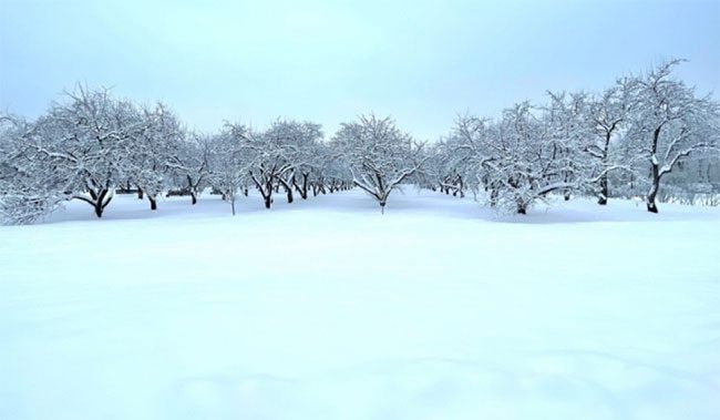 The famous apple orchard in Kolomenskoe park.