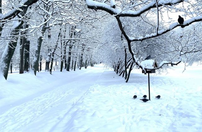 A flock of pigeons foraging in a serene scene.