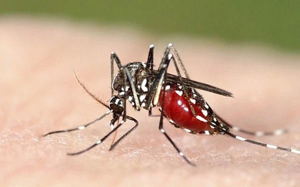 This vaccine helps protect children's health and control malaria.