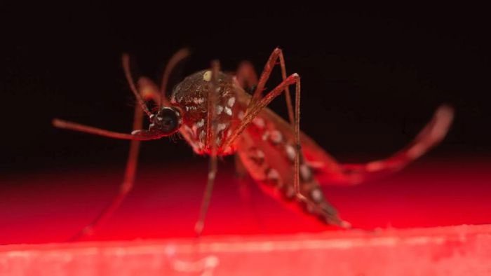 Aedes aegypti