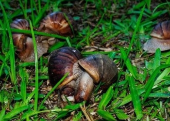 my mat toi 10 years to eliminate the african giant snail in my house 116557