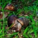 my mat toi 10 years to eliminate the african giant snail in my house 116557