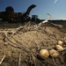 my research on potato varieties with the ability to withstand climate change 117441