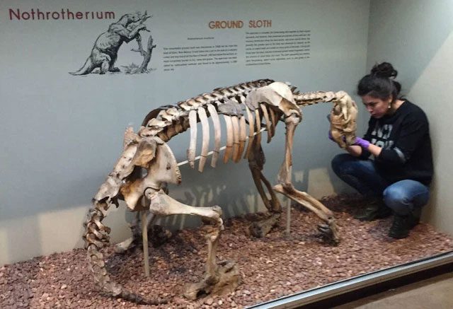 Mylodon and its relatives were the dominant group of ground sloths in South America.