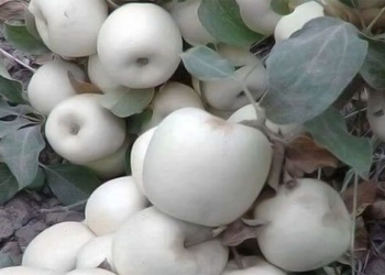 mysterious apple variety with white crisp skin and flesh 116292