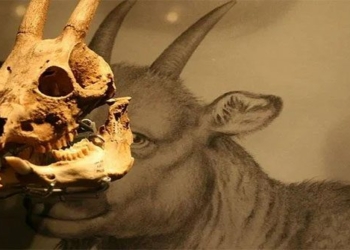 mysterious creature disappearing similar to sheep similar to humans has soon vanished after being tamed by humans 117883