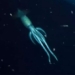 mysterious giant organism sinks ship leaving scientists baffled 116535