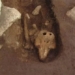 mysterious motorcycle with two pork columns in england 117827