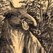 mysterious pig species in mythology in papua new guinea 116106