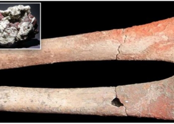 mystery about the deaths 5000 years ago related to the poisonous thuy ngan 117227