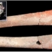 mystery about the deaths 5000 years ago related to the poisonous thuy ngan 117227
