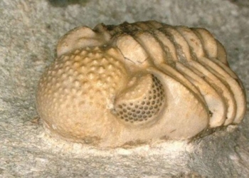mystery of the ancient organism deciphered after 50 years 116482