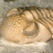 mystery of the ancient organism deciphered after 50 years 116482
