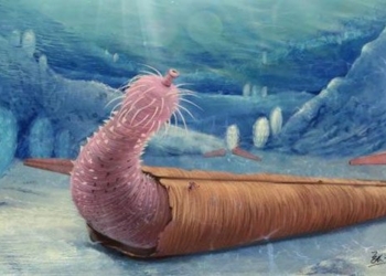 mystery of the worm species that once lived in the void of space 117228