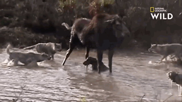 Mother moose trying to fend off the attackers with her front legs.