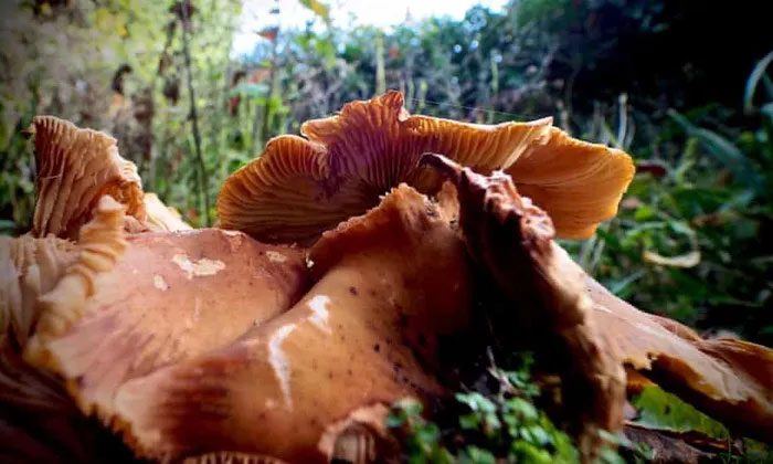 Armillaria mushrooms emerging from the ground to release their spores