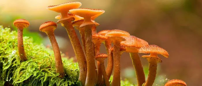 nam Armillaria 2