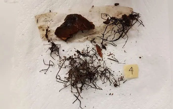 Armillaria ostoyae is a parasitic fungus with long black tentacles