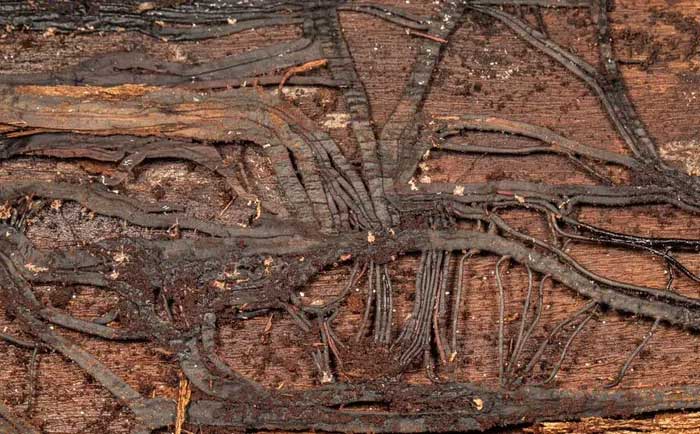 "Tentacles" of Armillaria fungus clinging to a tree trunk, killing the host.