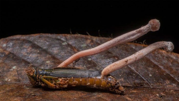 Cordyceps mushroom growing from a wingless insect.