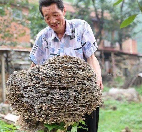 The object that the farmer found in the forest is a giant Ganoderma lucidum.