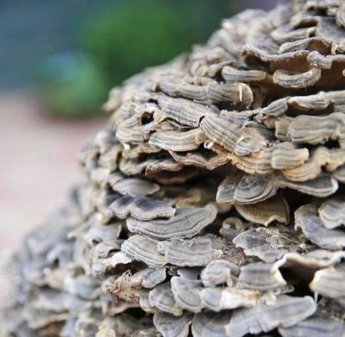 Someone has offered over 5 billion VND to own this giant Ganoderma lucidum.