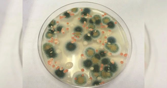 Autotrophic fungi