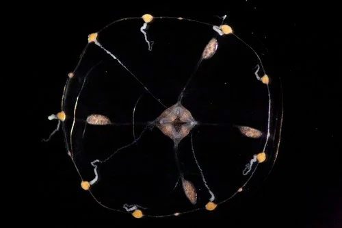 The neurons of C. hemisphaerica are organized in the shape of an umbrella.