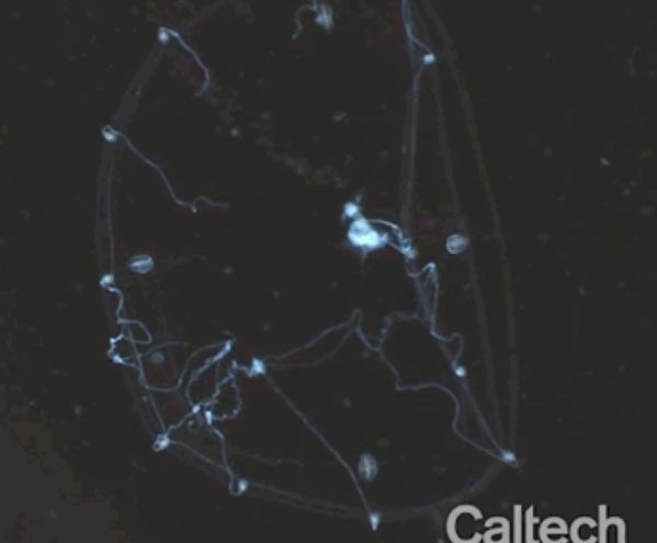 This image depicts the edge slice of the jellyfish bending, bringing the shrimp toward its mouth.
