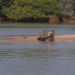 natural man posed alligator soldier elderly by lack of vigilance 116597