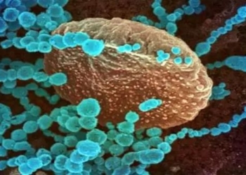 new corona virus discovered transmitted to humans 117000