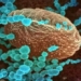 new corona virus discovered transmitted to humans 117000