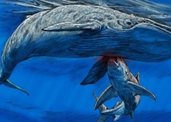 new flower reveals a species of catfish that does not eat meat with a giant 116929